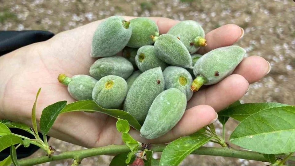 Dat�a'n�n �nl� '�a�la badem'i tezgaha inmeye haz�r