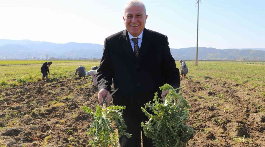 Efeler'de şevketi bostanların ilk hasadını yapıldı