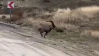 Elazığ'da çengel boynuzlu dağ keçisi görüntülendi
