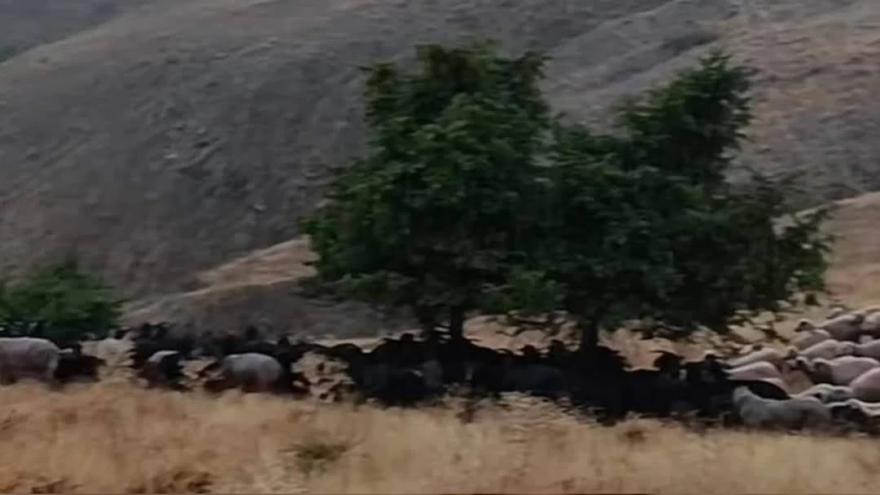 Elaz��'da y�ld�r�m d��t�, 20 hayvan telef oldu