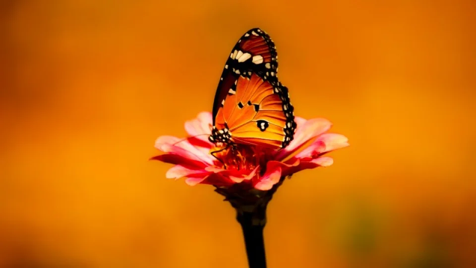 En mühimi kalbin orucudur