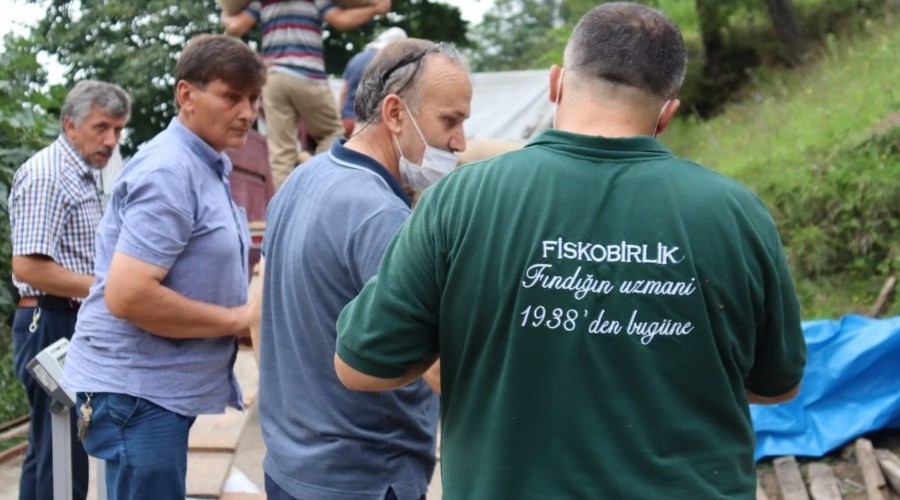 FİSKOBİRLİK fındık alımlarına devam ediyor