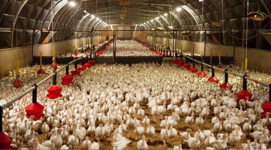 Fransa'da kuş gribi alarmı en yüksek seviyede