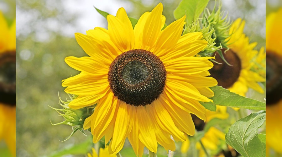 Hi�bir �ey Allah��n ho�nutlu�unu tutmaz