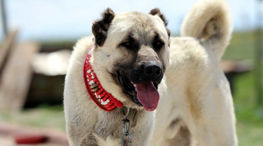 talyanlar kangal istedi