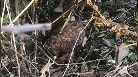 İznik'te göl kenarında el bombası bulundu