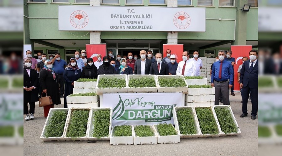 Kadın çiftçilere 150 bin tarhun fidesi dağıtıldı