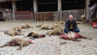 Kütahya'da ahıra giren sokak köpekleri 22 koyunu telef etti