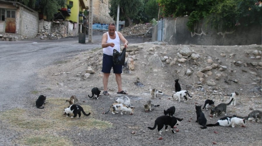 Maann te biri ile sokak kedilerini besliyor