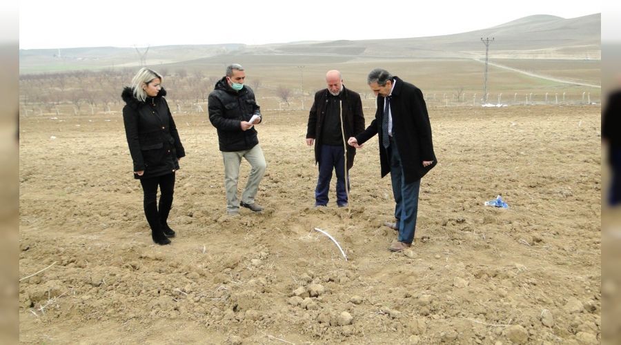 Malatya'da dut �retimi yayg�nla��yor