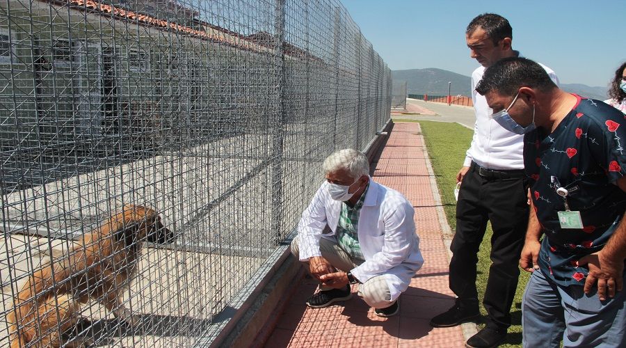 Mula yangnnda dilsiz dostlarmza uzanan dost eli