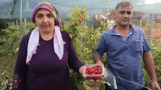 Saimbeyli'de ilk kez yetiştirdi: Kilosunu 500 liradan satıyor
