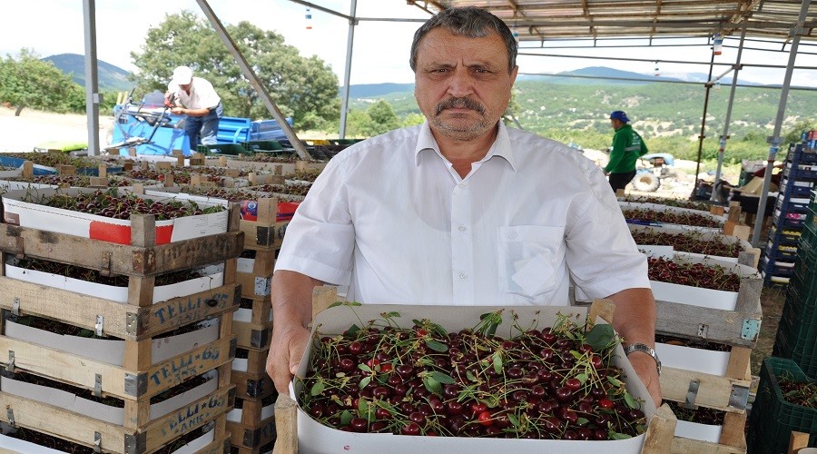 Simavlı vişnecilerin yüzleri gülmez oldu