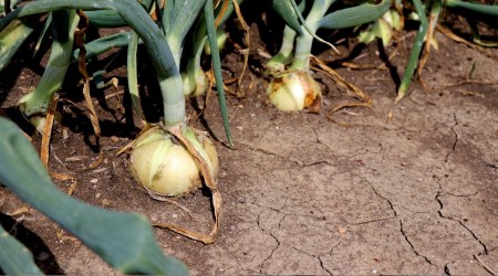 Soğan üreticileri ihracat izni bekliyor