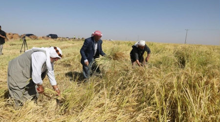 Tescilli Karacadağ pirincinin hasadına başlandı