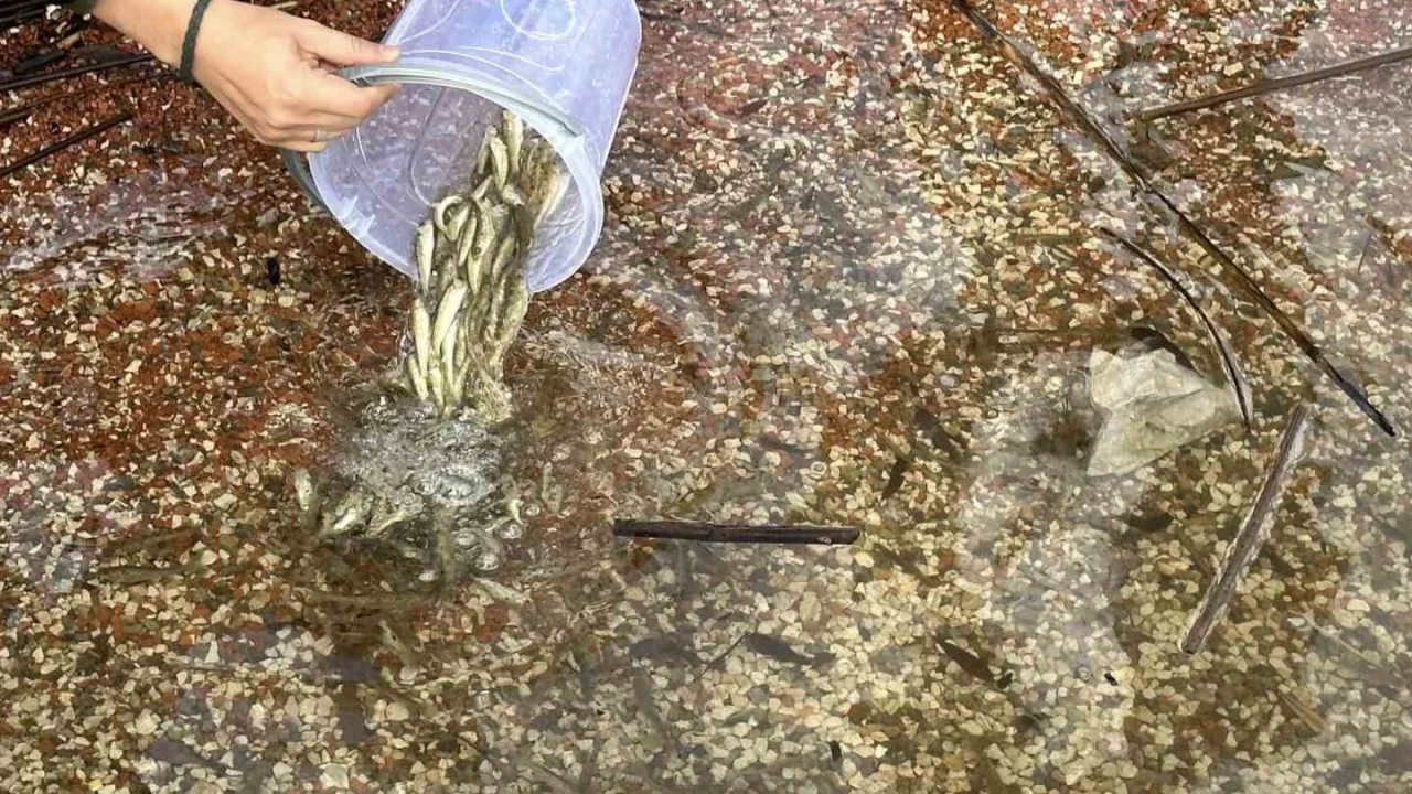 Abant Gölü Milli Parkı'na 3 bin 500 yavru balık bırakıldı