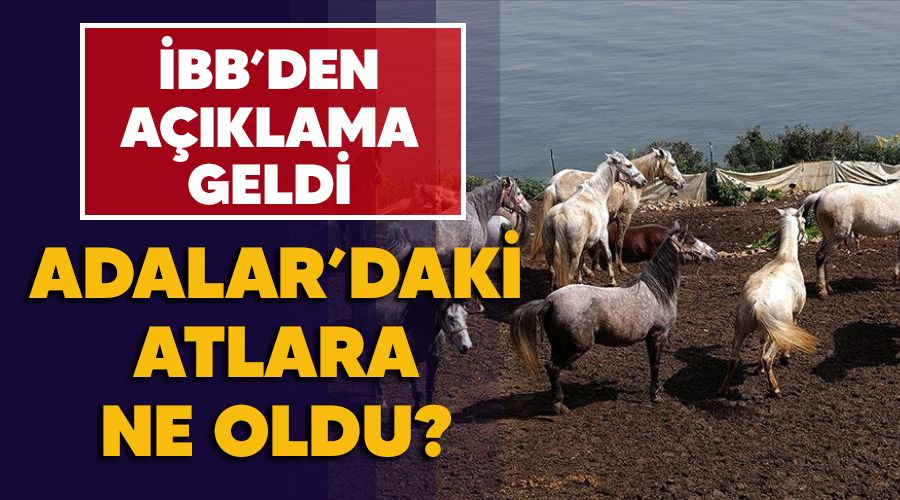 Adalar'daki atlara ne oldu, �BB'den a��klama geldi