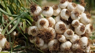 Araban sar�msa��nda y�ksek rekolte ve kaliteli �r�n bekleyi�i