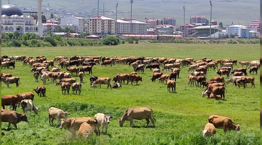 Ardahan'ı kuraklık vurdu