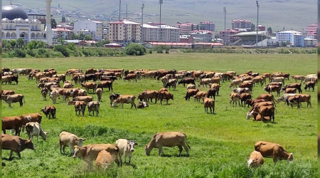 Ardahan'ı kuraklık vurdu
