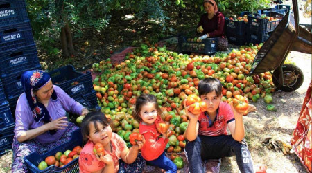 Ata tohumuyla 6 aydır domates hasadı yapıyor bitmek bilmiyor