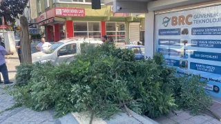 Ataehir'de kuvvetli rzgar aac devirdi