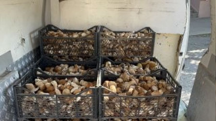 Ay� mantar� k�yl�n�n gelir kap�s� oldu