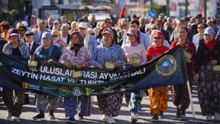 Ayvalık’ta altın hasat coşkusu başlıyor