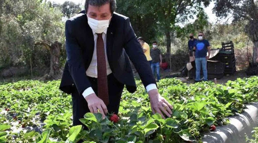 Çilek, kırsal ailelerin geçim kaynağı oldu