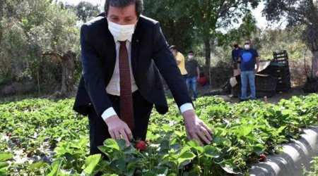 Çilek, kırsal ailelerin geçim kaynağı oldu