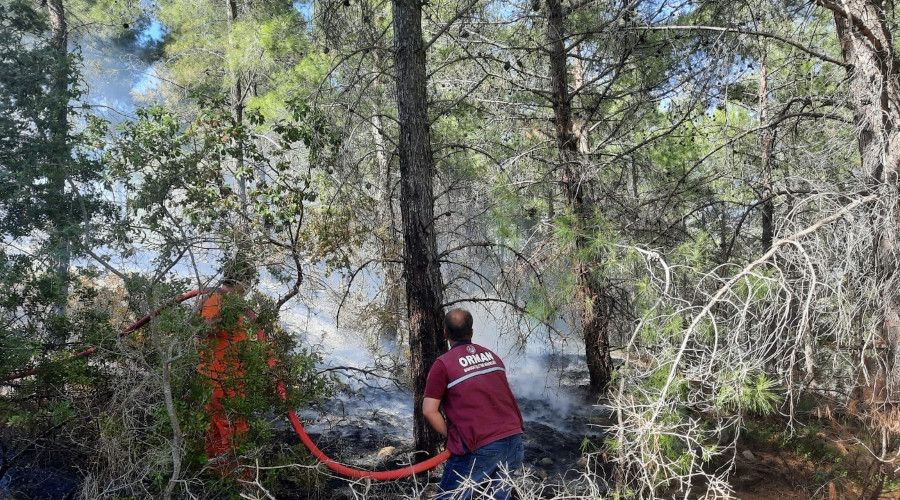 Domuz gelmesin diye yakıldığı iddia edilen ateş ormanı yaktı
