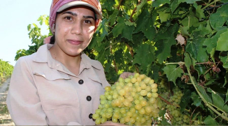 Dünyaca ünlü Sultani üzümde hasat başladı