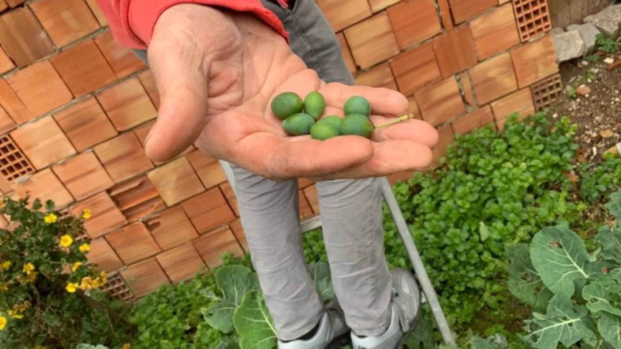 Erik a�ac� k�� mevsiminde �i�ek a��p meyve verdi