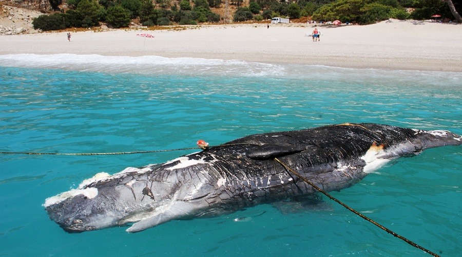 Fethiye  sahiline 3 metre uzunluğunda ölü balina vurdu