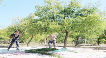 Hünnapta hasat dönemi
