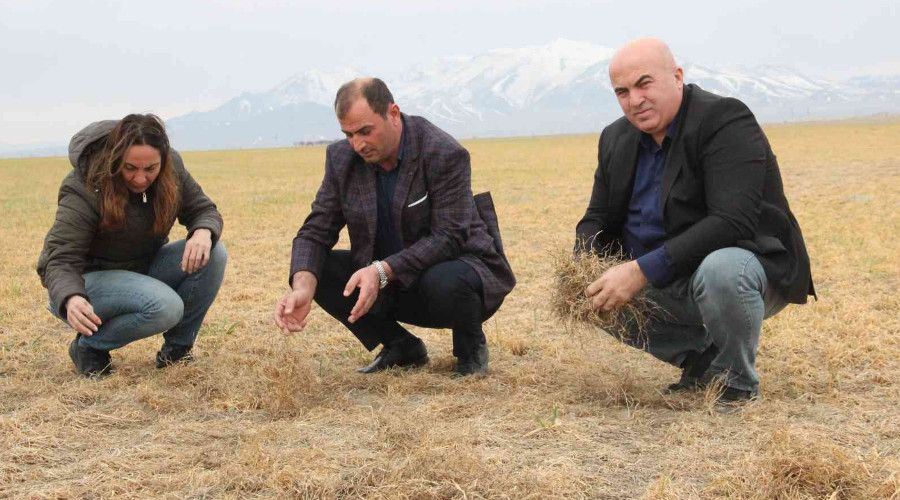 Karaman'da dondan etkilenen bu�day tarlalar� kurudu