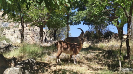 Keçiler mezarlığı mesken tuttu