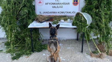 Kenevir hasadı yaparken suçüstü yapıldı