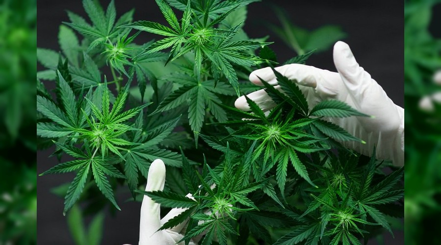 Kenevirde ilk ad�mlar at�l�yor