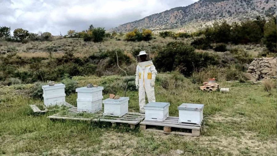 K�br�s'�n yerli ar� �rk� koruma alt�na al�nacak