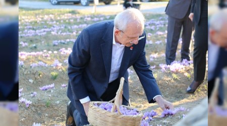 Kılıçdaroğlu safran tarlasında hasat yaptı