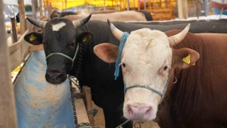 Kurban pazarlarına 'yurt dışı' etkisi