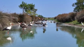 Kuş cenneti deltasından renkli görüntüler