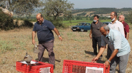 Manyas'ta Kınalı keklikler doğaya salındı