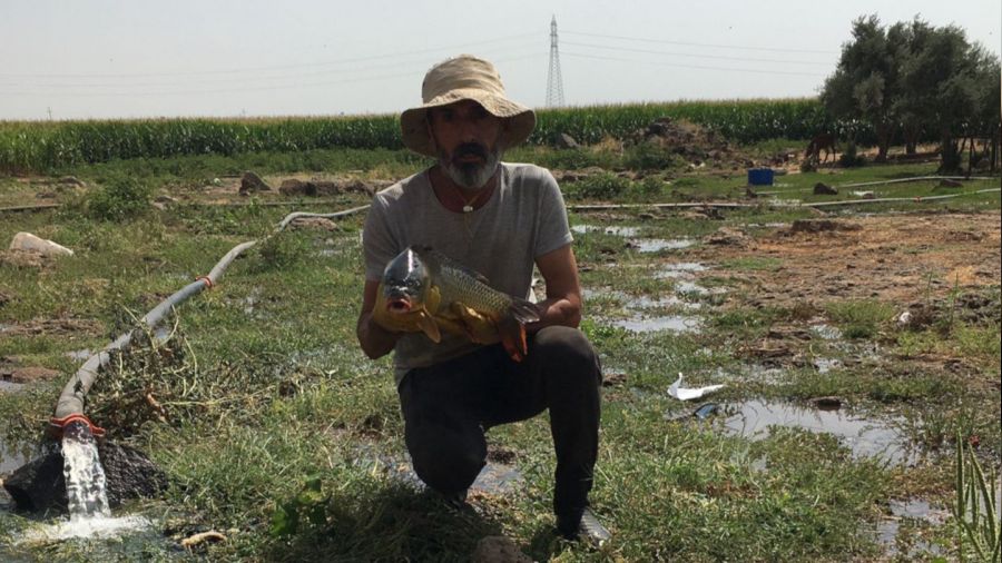 Mardinli balıkçının ağına takılan balık görenleri şaşırttı