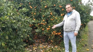 Marketlerde 25 TL'ye satılan mandalinayı bedavaya toplayan bulamıyor
