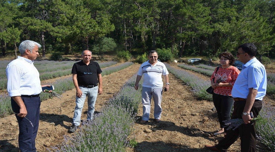 Muğla Ortaca’da lavanta yetiştiriciliği başladı