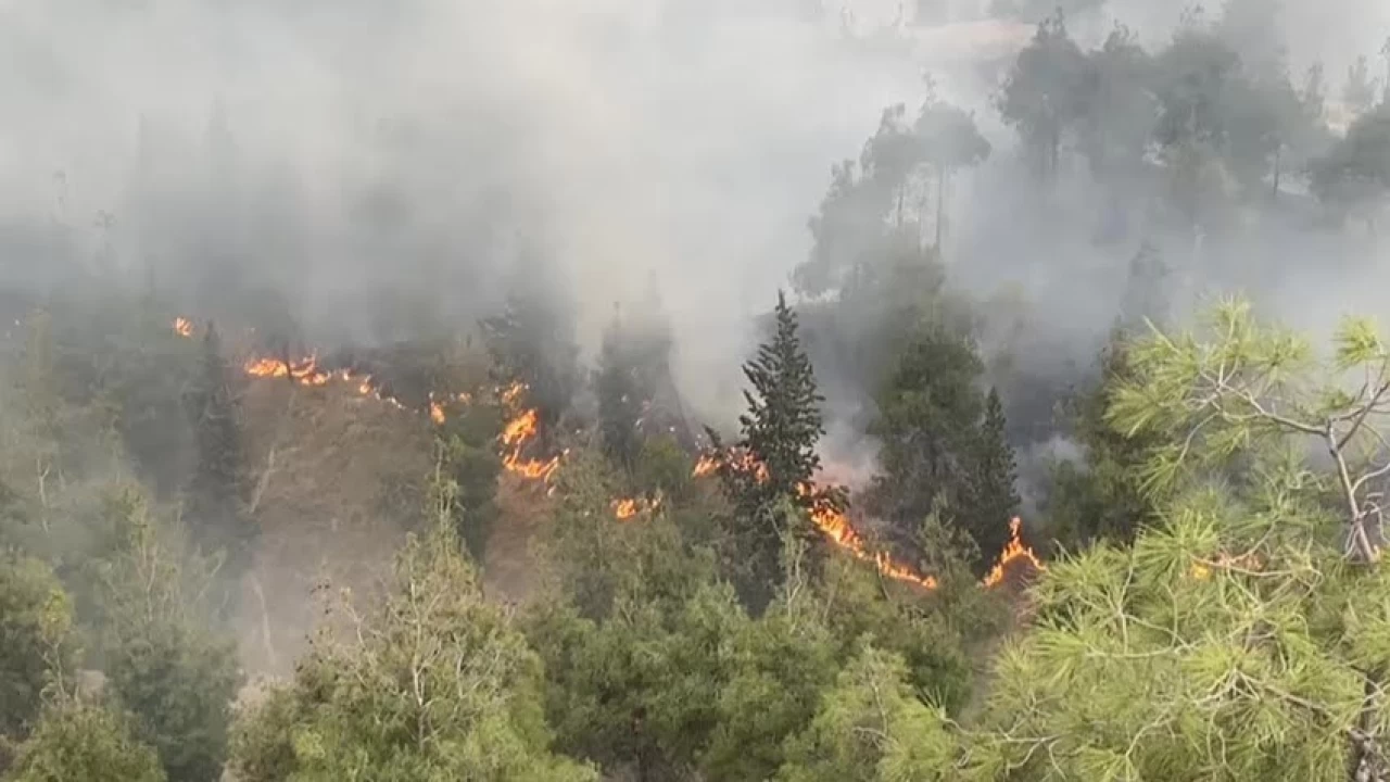 Pamukkale'deki orman yangnnda 35 hektar alan zarar grd