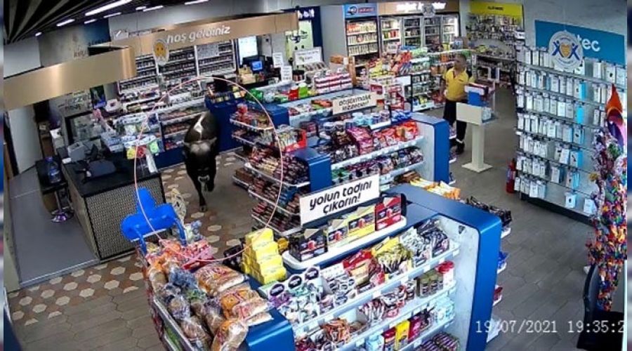 Sahibinin elinden kurtulan dana markete dald�