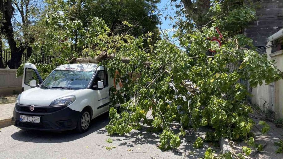 Seyir halindeki aracın üzerine ağaç devrildi